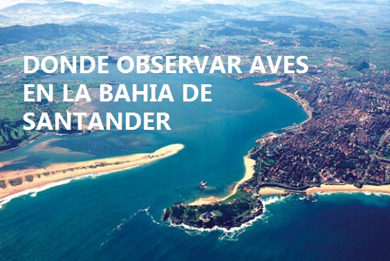 DONDE OBSERVAR AVES EN LA BAHIA DE SANTANDER