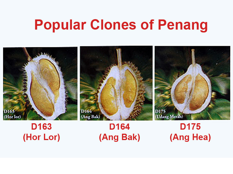 Durian Info: Durian Varieties In Malaysia