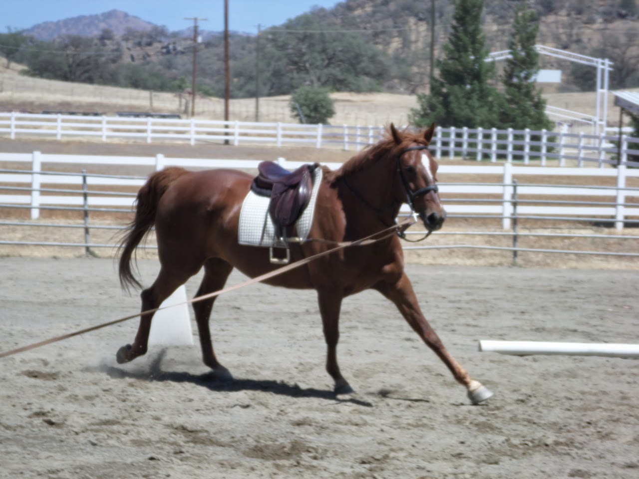 The Aspiring Equestrian Lesson on Correct Posting Diagonal