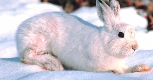 Snowshoe rabbits