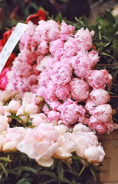amazing pink roses and peonies 