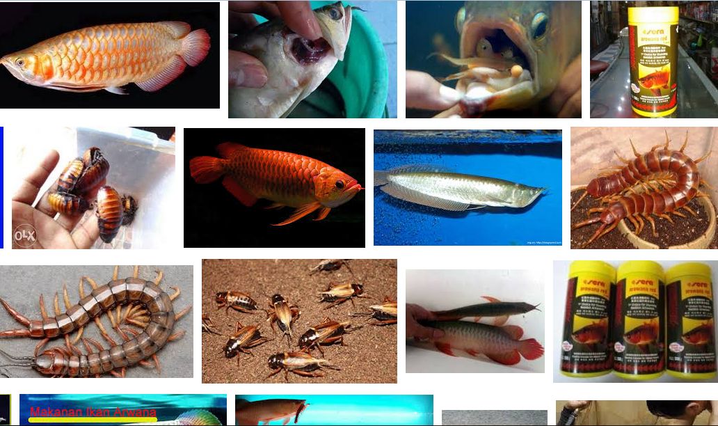 Pakan Ikan Arwana Kecil: Jenis Dan Cara Pemberiannya