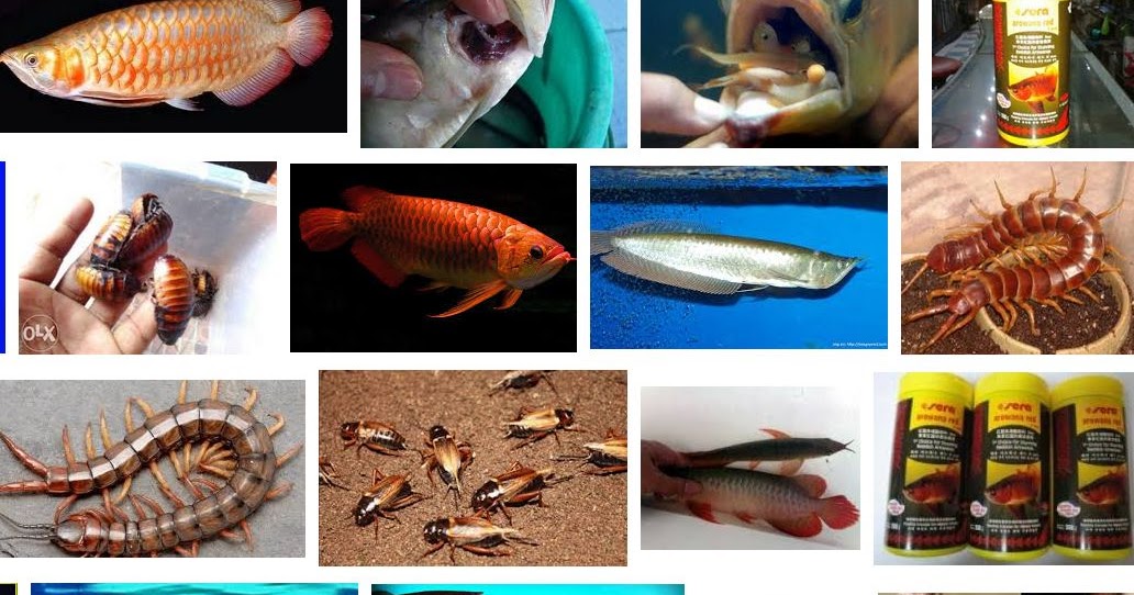 Jenis Pakan Ikan Arwana Agar cepat Besar, Warna untuk (Anakan dan Dewasa)