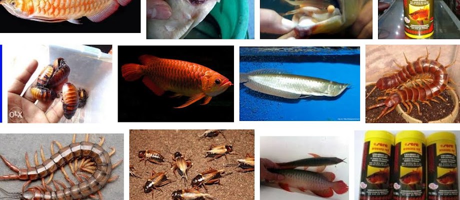 Jenis Pakan Ikan Arwana Agar cepat Besar, Warna untuk (Anakan dan Dewasa)