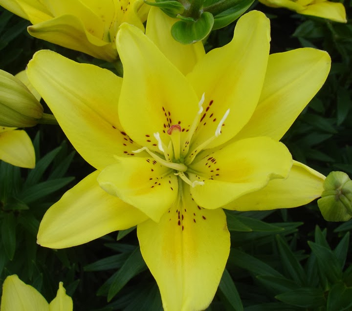 B&D Lilies Garden Blog Help... Winter Lily Pollen Stains!