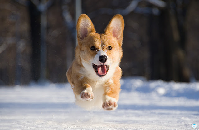 Hình ảnh những chú chó Corgi chân ngắn siêu đáng yêu