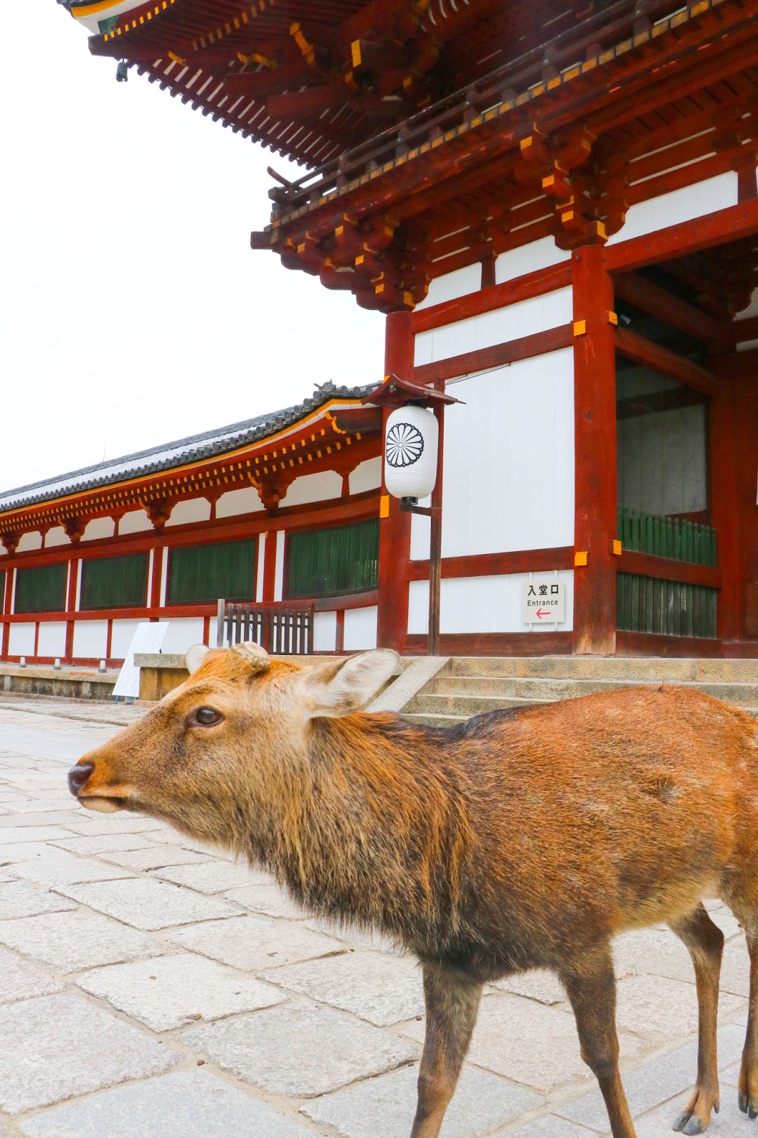 Travel Nara Japan