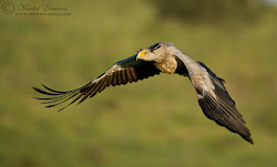 bird secretary erasmus morkel nikon f4 flight 500mm d3s teleconverter 4x nikkor vr ii africa south tweet photodestination