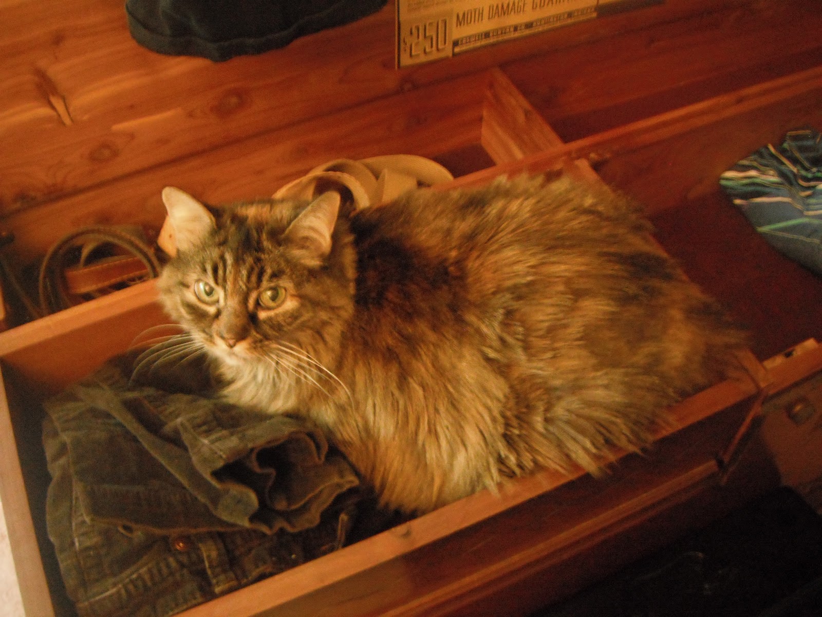 These Days My Stunning Mystery Companion