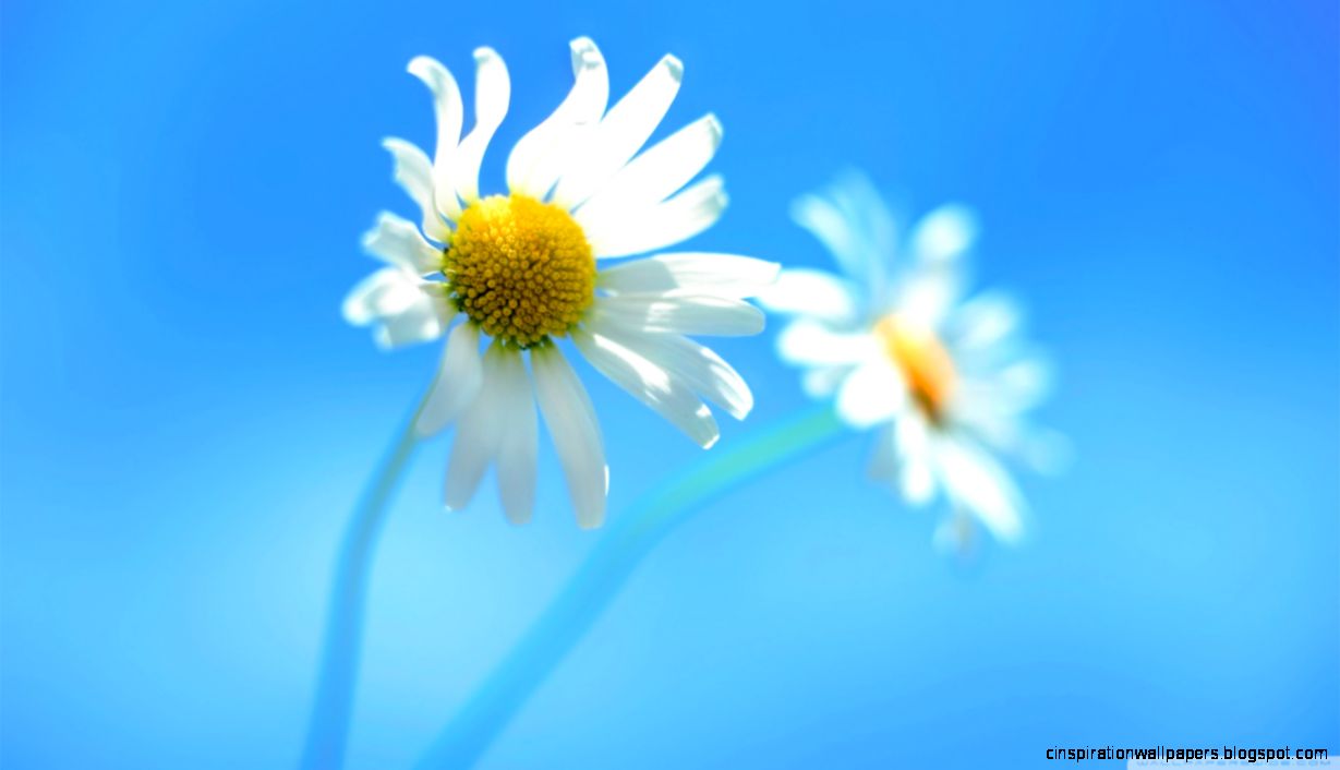 Windows 8 Official HD desktop wallpaper  Widescreen  High