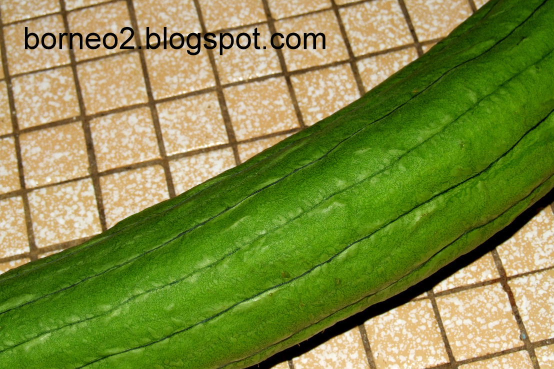 Borneo Island, Awaken To A Different World Sponge Gourd