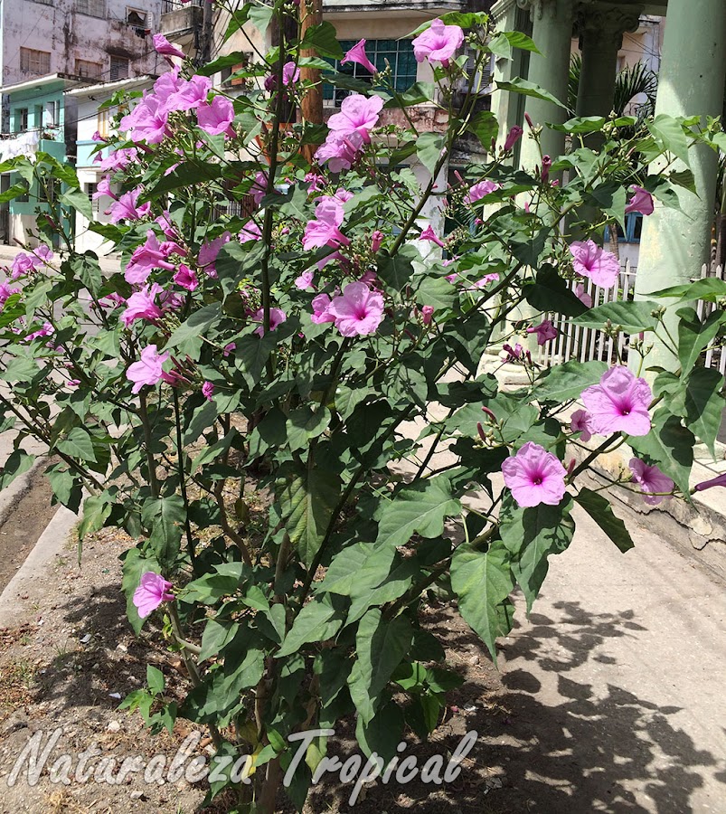 Vista del arbusto Ipomoea carnea en un jardín urbano