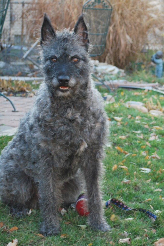 Dutch Dog Breeds Dog Training Home Dog Types