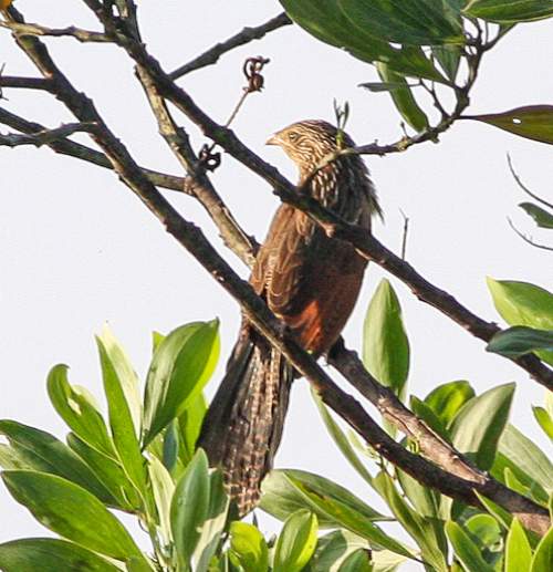 Birds of India - Photo of Lesser coucal - Centropus bengalensis