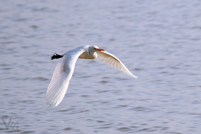 Intermediate Egret in flight