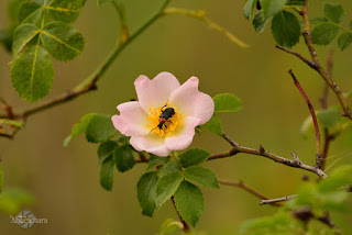 Fotografia_Abuelohara_Nikon