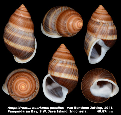 Amphidromus heerianus poecilus 48.87mm