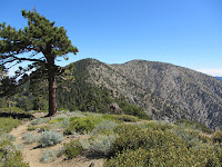View east toward Mt. Burnham (left) and Mt. Baden-Powell from PCT near Throop Peak