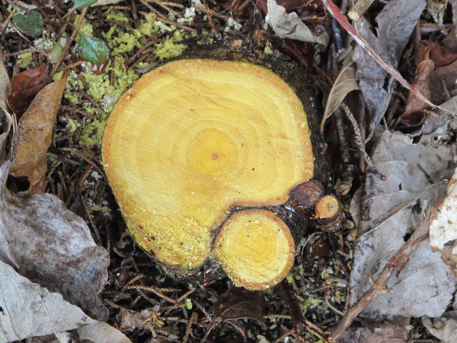 Blue Jay Barrens: Projects 2013 - Invasive Shrub Control