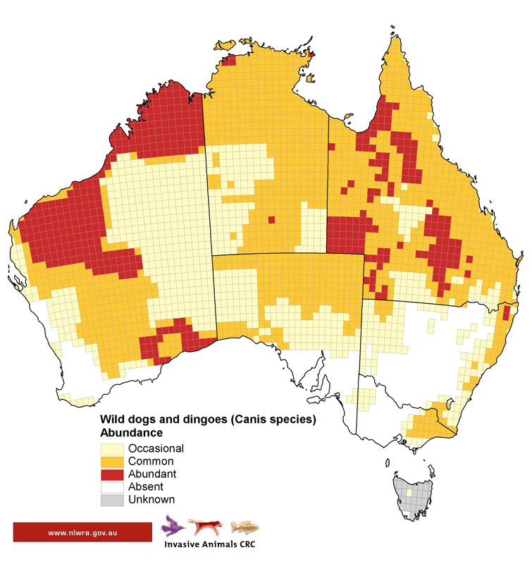 Outback Snack Wild Dogs
