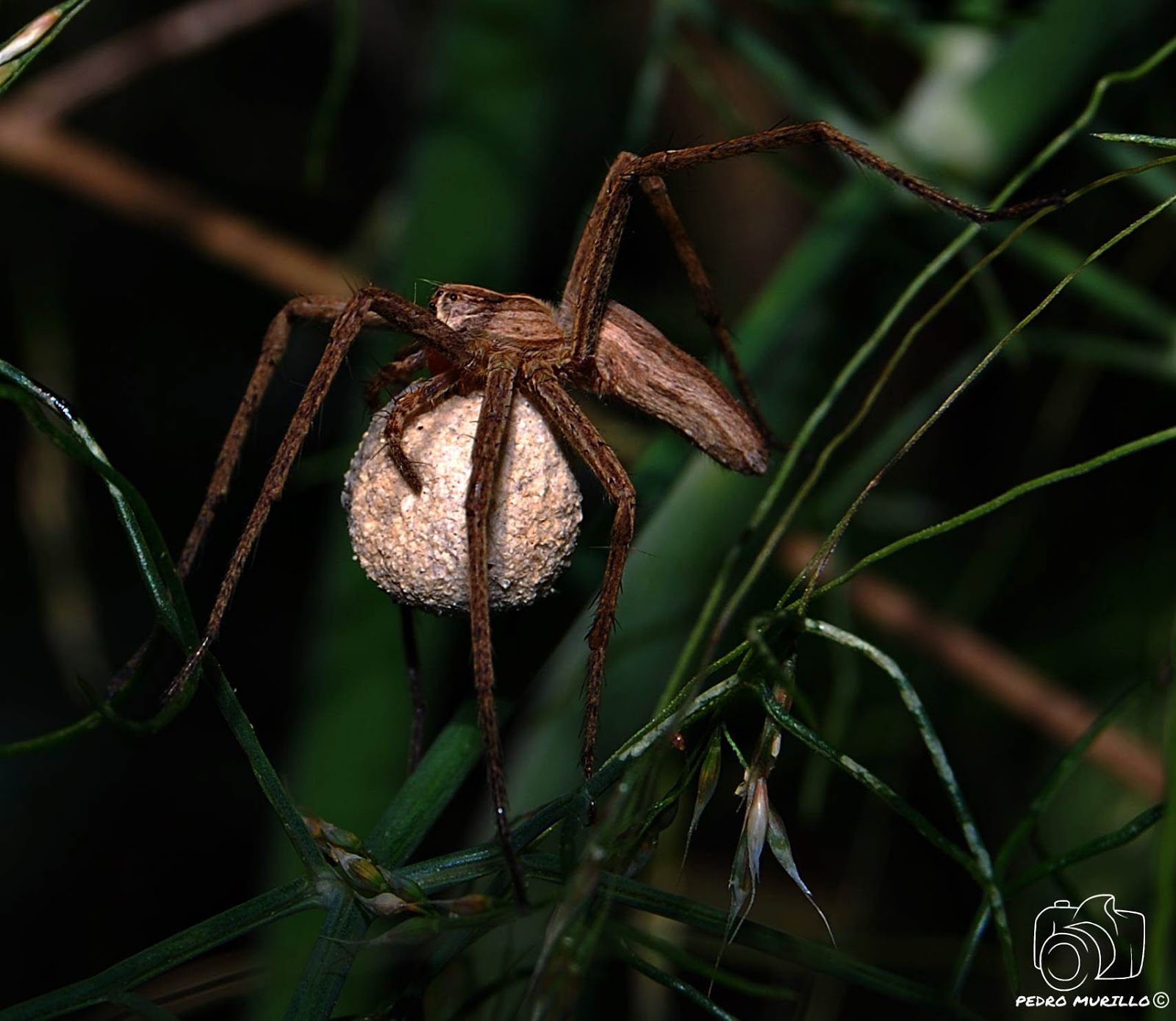 Las excursiones de Murillo "murillonature" Araña Nursery (Pisaura