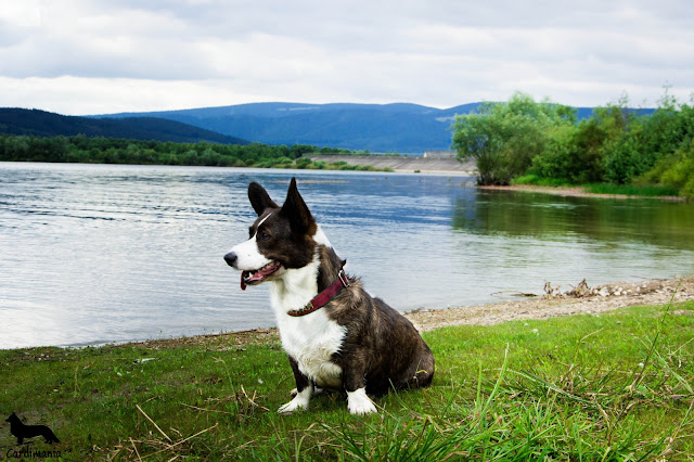 jezioro w górach jezioro w górach, podróże z psem, z psem w podróży, wakacje z psem, urlop z psem, z psam na wakacjach, z psem nad jeziorem, z psem w górach, pies w górach, welsh corgi, welsh corgi cardigan, cardigan, cardimania, corgi, pies, psy, sudety, karkonosze, góry, wakacje