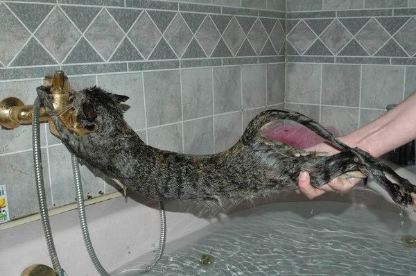 catbath.jpg