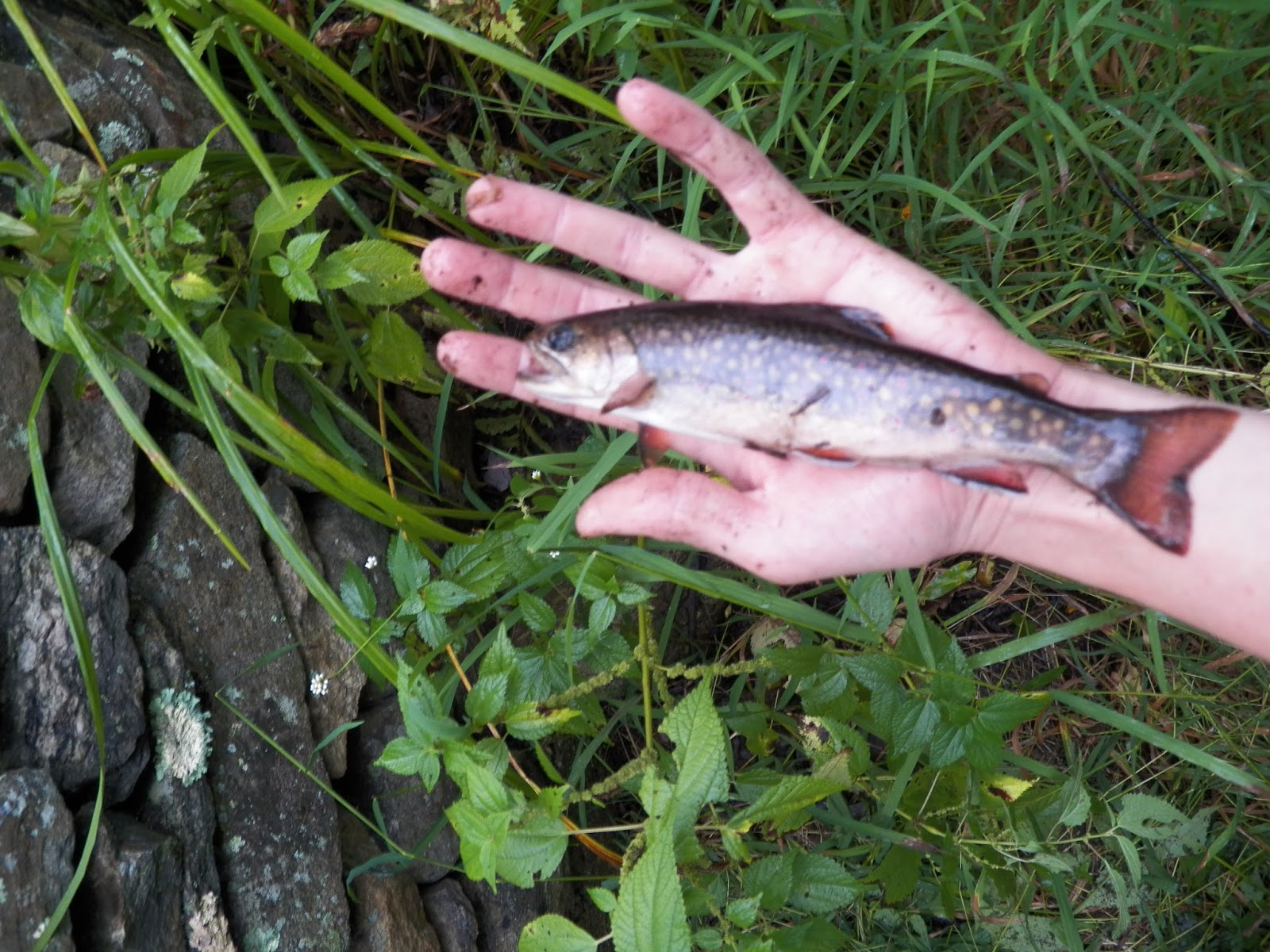 koi-pond-stocking-calculator.jpg