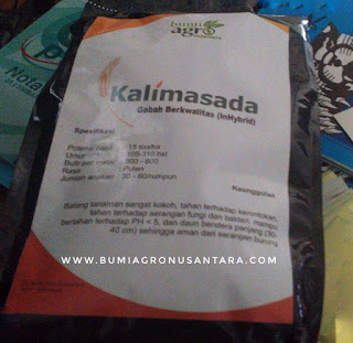 Benih Padi Kalimasada Gabah Berkwalitas | Bumi Agro Nusantara benih padi terbaru 2017, bibit padi unggul tahan wereng, jual bibit padi unggul, benih padi unggul ipb 3s, bibit padi unggul sertani, jenis padi unggul umur pendek, bibit padi m70d, bibit padi hibrida terbaru 2017, benih padi kalimasada, padi kalimasada, bibit padi kalimasda, bibit padi K5 Persada, bumi agro nusantara, varietas padi unggul terbaru, padi umur 70 hari, jenis varietas padi ciherang, padi genjah hasil melimpah, jenis padi tahan wereng, padi trisakti, varietas padi ultra genjah, bibit padi unggul cepat panen,