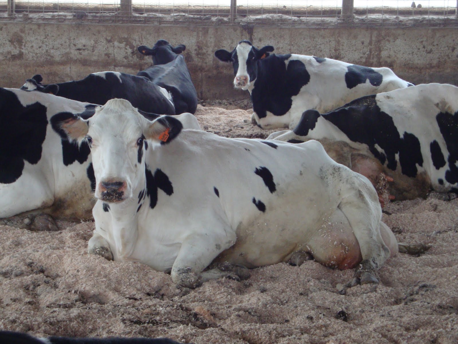 Dairy Woman Strong May 2011