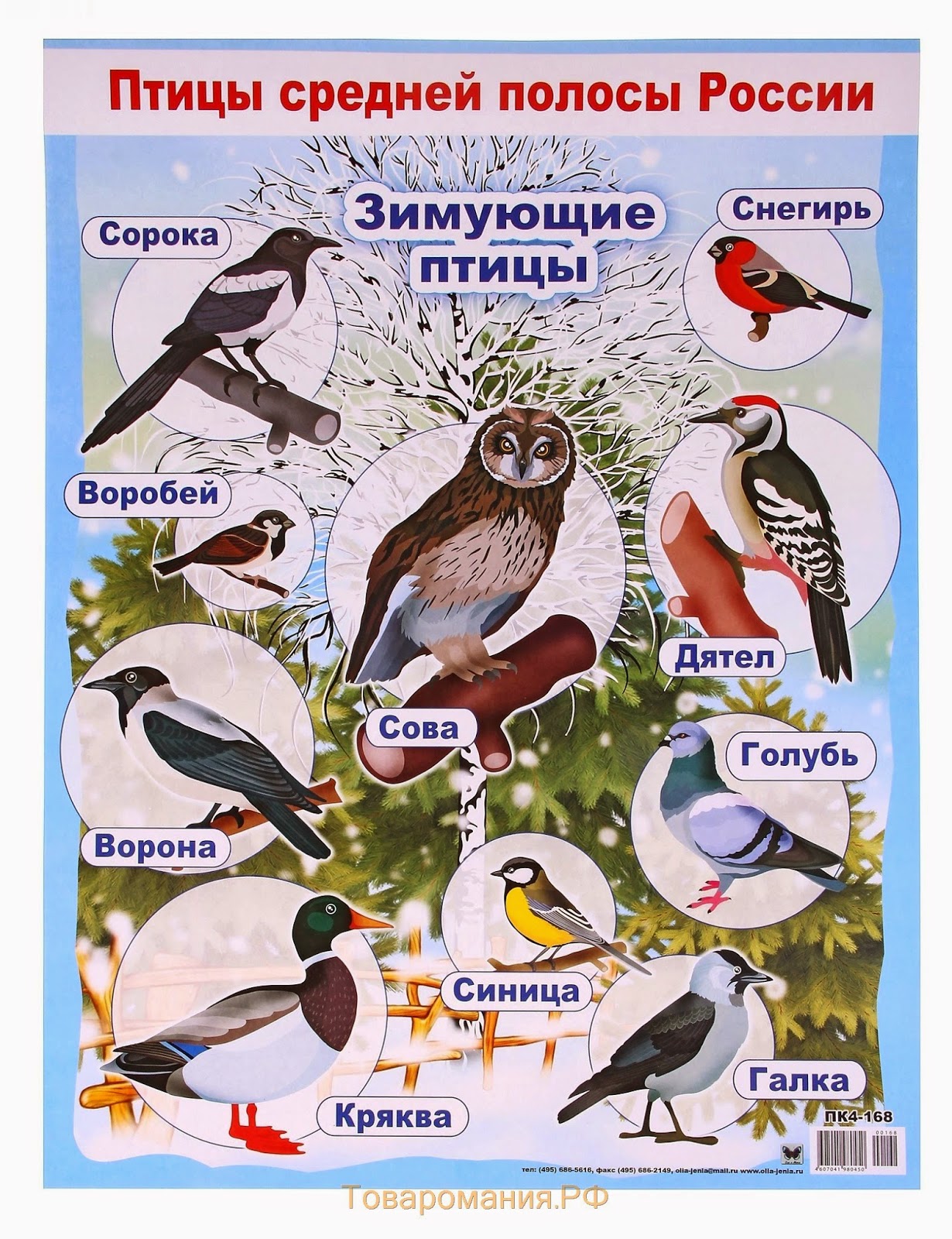 Зимующие И Перелетные Птицы Фото