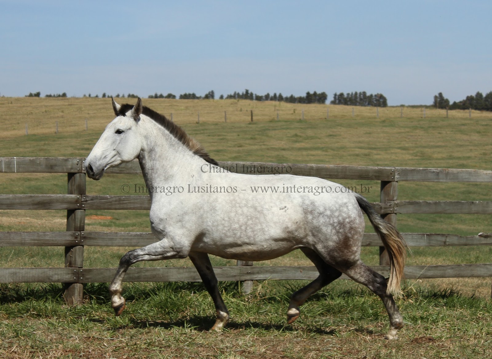 Procuro um cavalo branco, vocês têm algum à venda? | Interagro Lusitanos