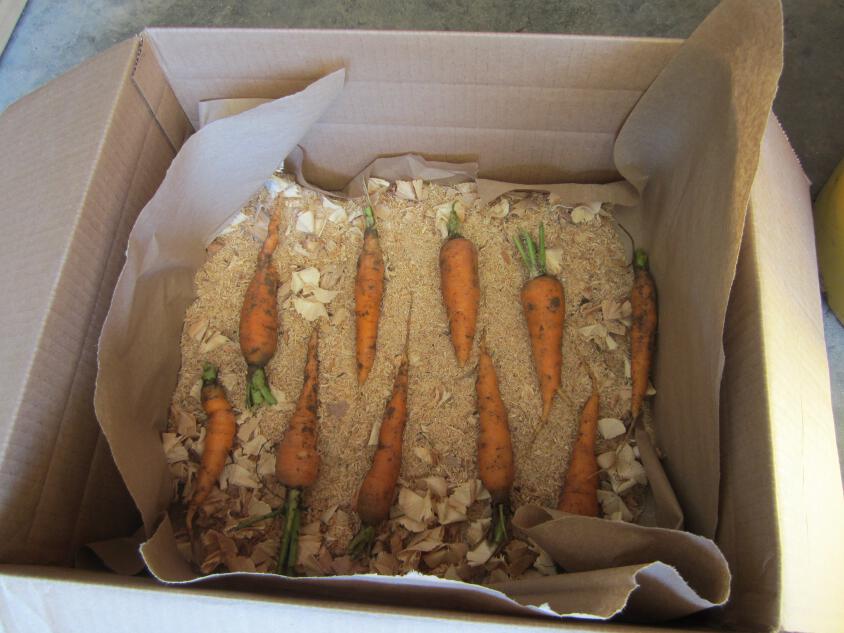 Simply Resourceful Storing Carrots in Boxes For the Winter