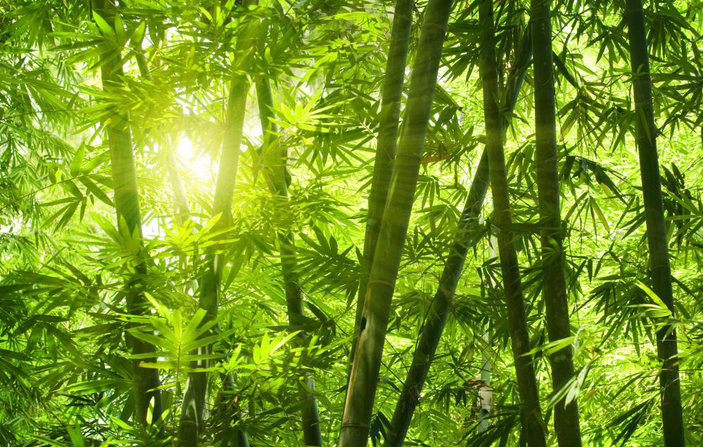 Jenis Jenis Bambu  yang ada di Jawa Indonesia 