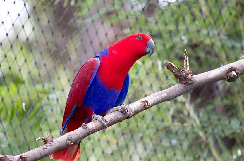 Harga Burung Beo Dan Nuri Terbaru Jelang 2019 Gemar Ternak Dan