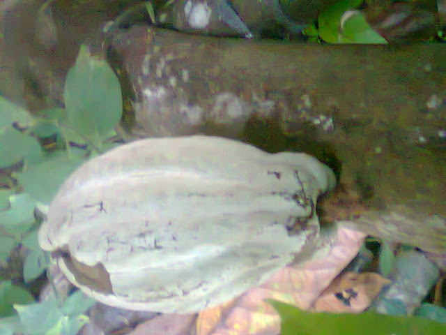 Buah Kakao di Pesawaran Lampung Buah Kakao di Pesawaran Lampung