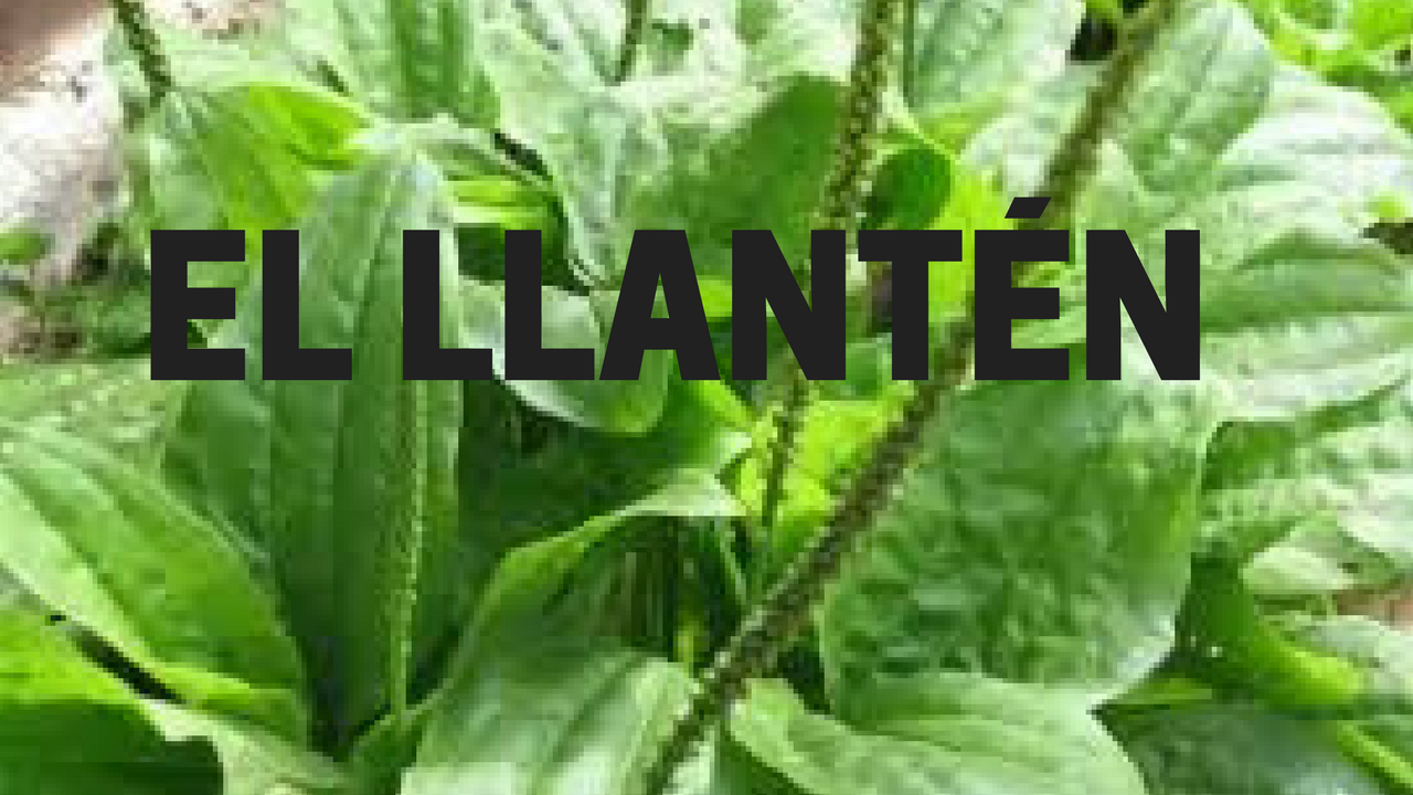 Te de llanten para adelgazar