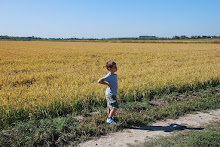 Fine settembre, trebbiatura del riso