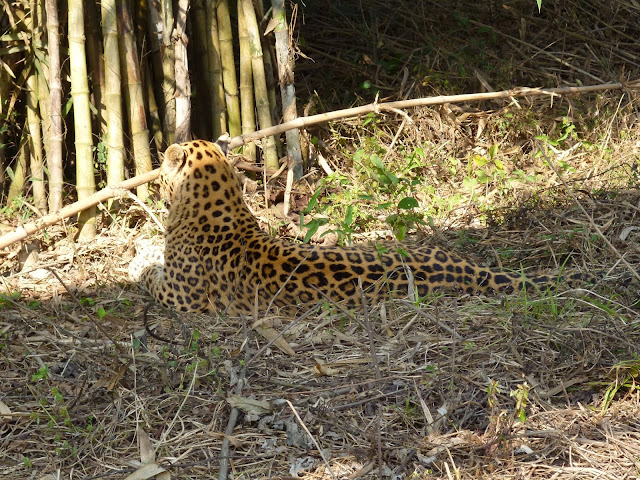 Leopard South Khairbari Zoo Dooars