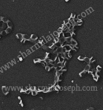 Scanning electron micro-graph of ICN441
