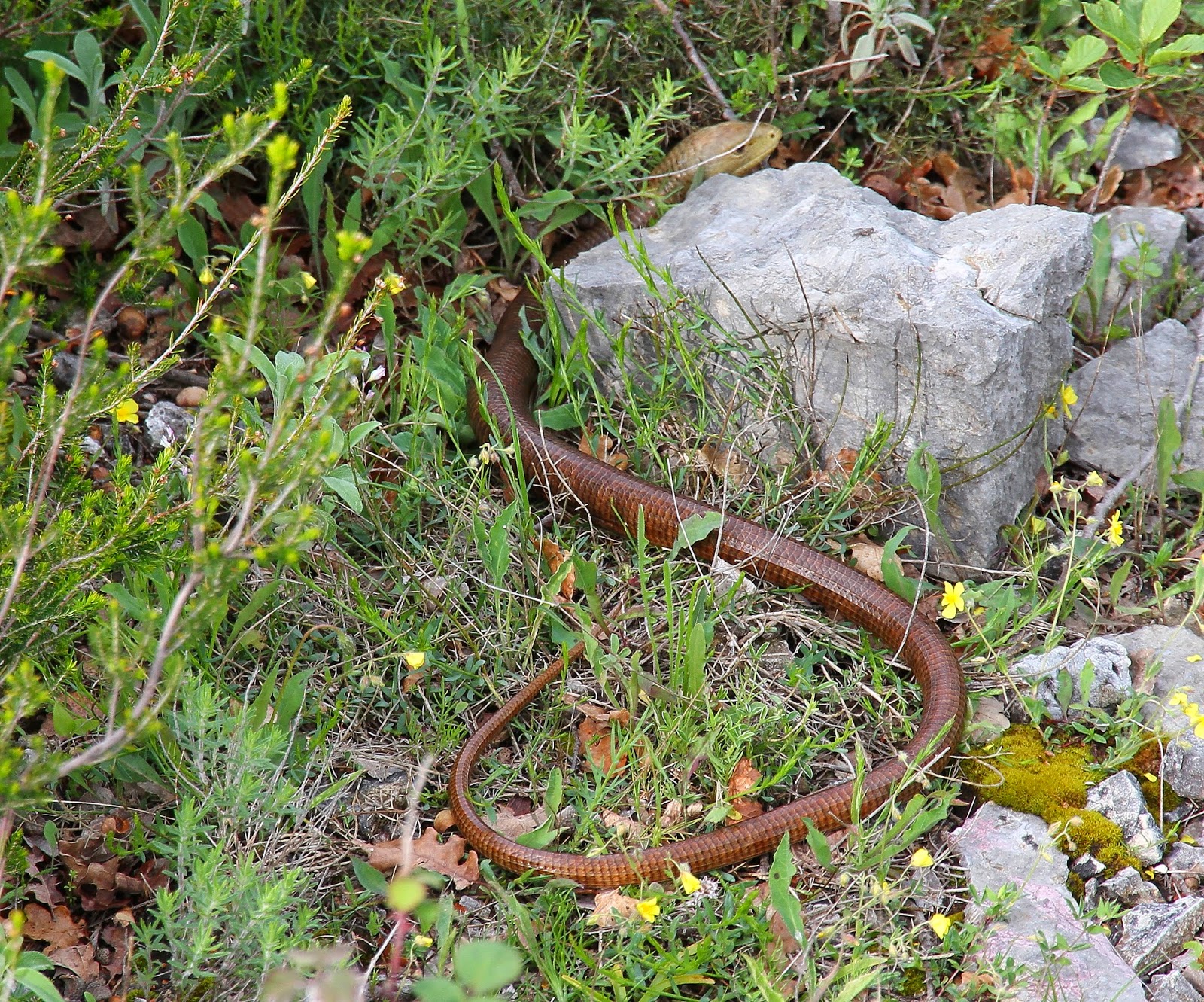 Birding Poole Harbour & Beyond 4 May 14 Being Legless In Croatia Isn