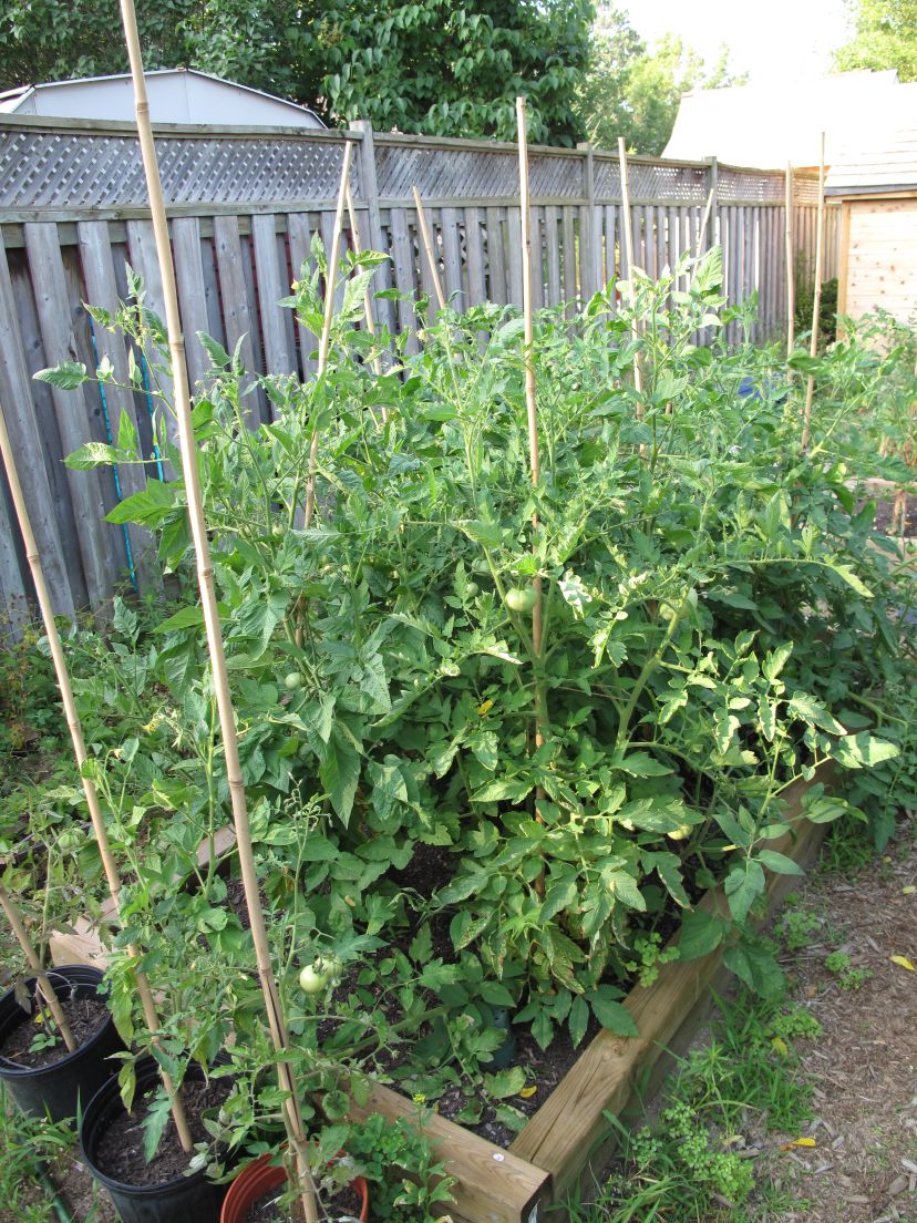 Generally Recognized As True Brandywine tomatoes ripening by the day