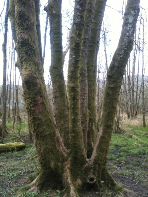 A coppiced tree