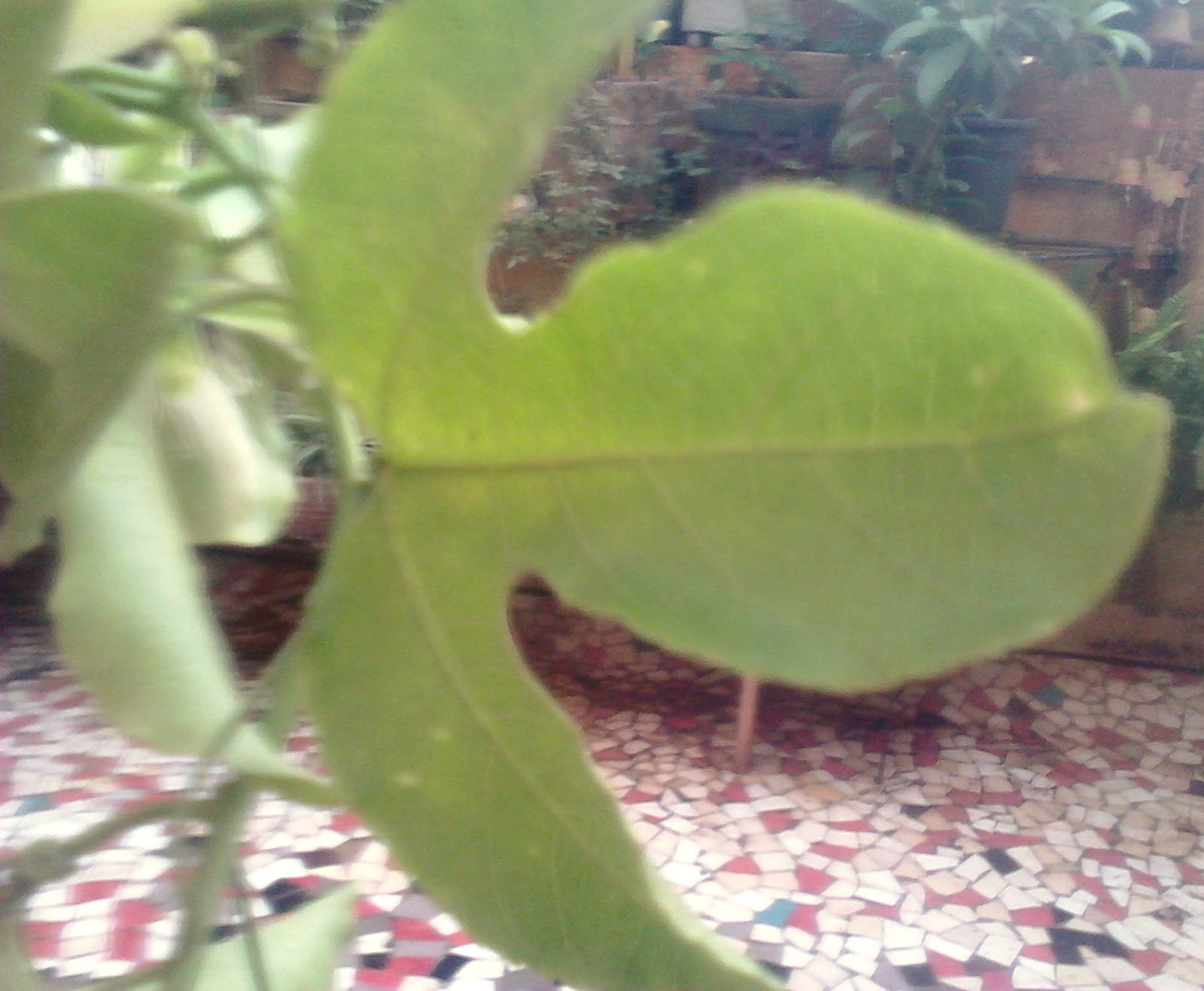 Garden Care Simplified Flowering of The Beautiful Passion Flower on