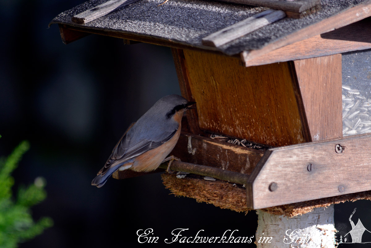 Vogelfutter Vogelfutter