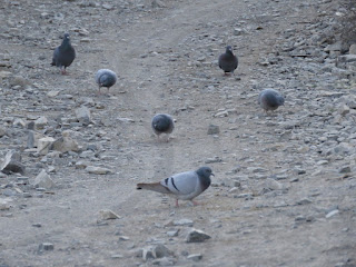 Hill Pigeon