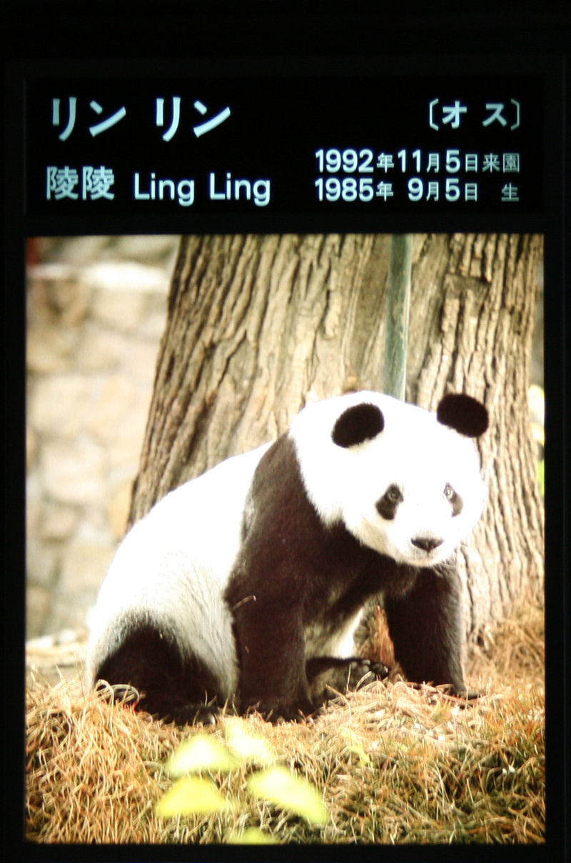 Панда линг. Панда Линг Линг Уэно. Панда Линг Линг. Линг зоопарк.