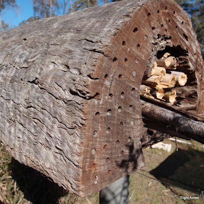 eight acres: how to make a simple home for native bees and wasps