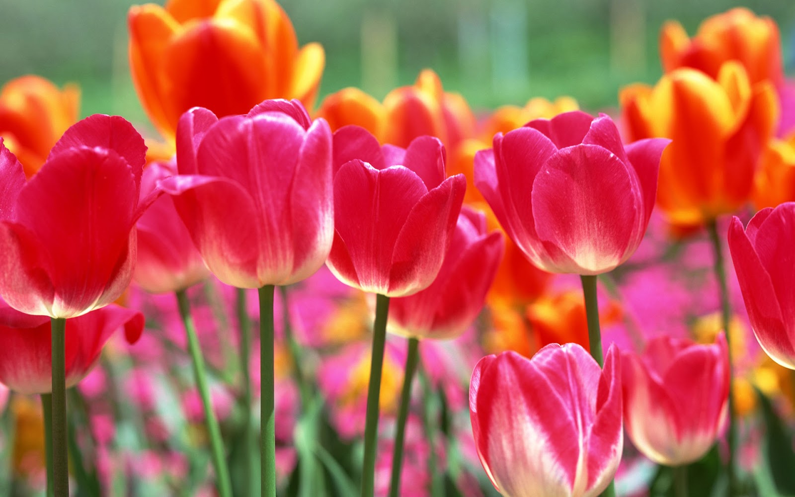 mydreamheaven-sejarah-dan-asal-usul-bunga-tulip