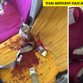 Foto Kondisi Thai Airways Pasca Turbulensi Tersebar di Internet